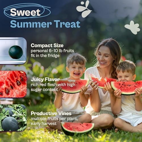 SVI 75 Sugar Baby Watermelon Seeds for Planting (Citrullus lanatus) – Sweet Watermelon, Heirloom Mini Watermelons – Fruit Seeds to Plant in Outdoor Garden & Large Containers - Image 3