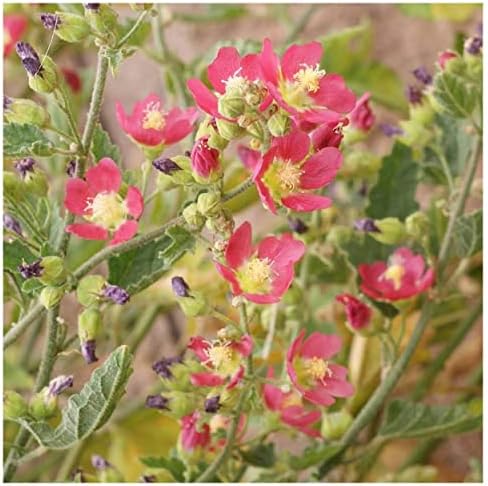 1000 Desert Globemallow Native Wildflower Seeds - Gold Vault Jumbo Seed Packet - Image 3