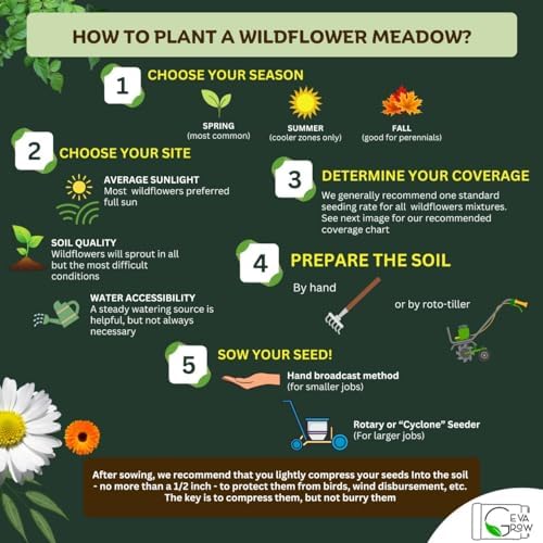 Wildflower Seed Shaker, Northwest USA, Annual & Perennial, 60K+ Seeds, 2 oz - Image 6