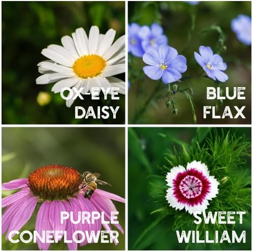 Mountain Valley Seed Co All Annual Wildflower Seed Mix 1 lb, 16,000 Seeds - Image 3