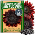 HOME GROWN Chocolate Cherry Sunflower Seeds, 75 Seeds, Helianthus annuus by HOMEGROWN