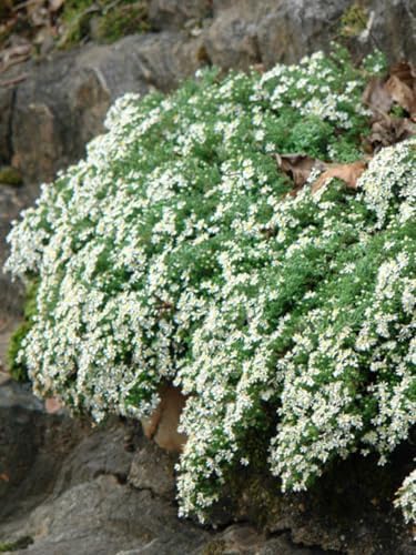 Perennial Farm Aster Ericoides ‘Snow Flurry’ (White Heath Aster) – Live Perennial in #1 Container, Low-Growing White Daisy-Like Blooms, Compact Groundcover, Great for Edging & Pollinator Gardens by PerennialFarmMarketplace