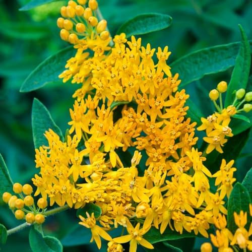 4 Yellow Milkweed Live Plants, 4-9 Inch Tall, Asclepias Tuberosa Butterfly - Image 2