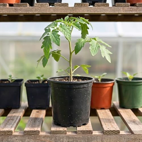 Red Tomato Live Plant, Vegetable Seedling, 4-7 Inch Tall, 4 Inch Pot - Image 3