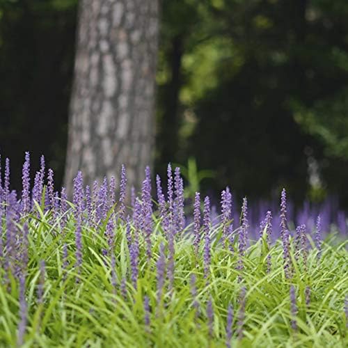 Perfect Plants Super Blue Liriope, 1 Gallon, Groundcover Grass - Image 5