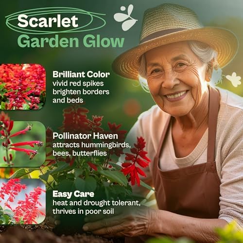 SVI 1000 Red Sage Seeds for Planting Outdoors (Salvia coccinea) – Scarlet sage, Deer Resistant Wildflower – Heirloom Flower Seeds to Plant Outside & Inside Garden, Beds, Containers - Image 3