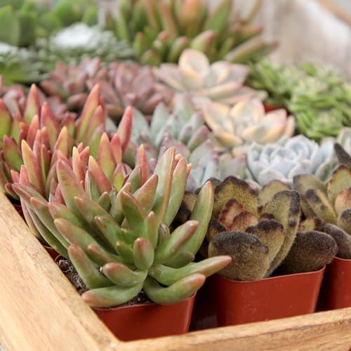 Altman Plants Deluxe Live Succulents (6 Pack), No Duplicates, Assorted Varieties, & Shapes, Easy Plant Care, 2 in Pots - Image 4