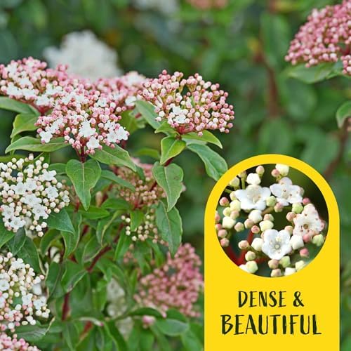 2 Spring Bouquet Viburnum Plants in 3.5" Cubes | Live Evergreen Shrub with Fragrant Pink-White Flowers | Landscape Plant for Hedges, Borders & Containers (Viburnum tinus 'Spring Bouquet') - Image 4