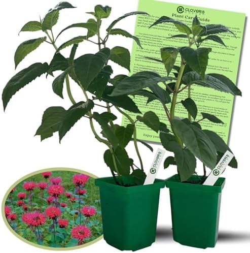 Clovers Garden Bee Balm Balmy Rose (Monarda) Plants – Two (2) Live Plants – Non-GMO - Not Seeds - Each 4" to 8" Tall – in 4" Inch Pots – Hardy Flowering Perennial, Pollinator Favorite by CloversGarden