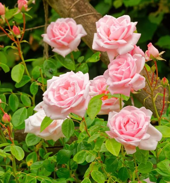 Pink Rose Plant Live for Planting, Fragrant Pink Climbing Rose Vine Bush for Outdoor Garden 4 to 6 Inch Tall - Image 3