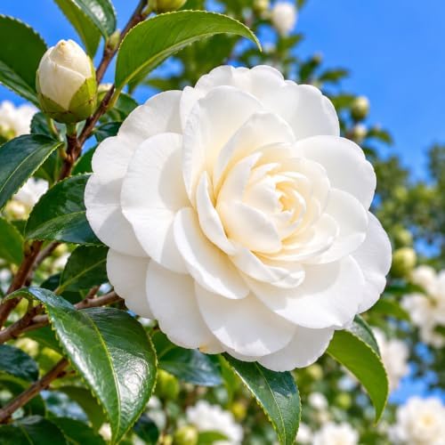 Sea Foam Camellia Shrub - 12-18" Tall Live Plant - Gallon Pot by Unknown