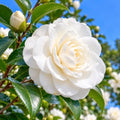 Sea Foam Camellia Shrub - 12-18" Tall Live Plant - Gallon Pot by Unknown