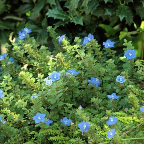 2 Live Evolvulus Blue Daze Plants, 4–6 Inches Tall, Garden Plant - Image 4