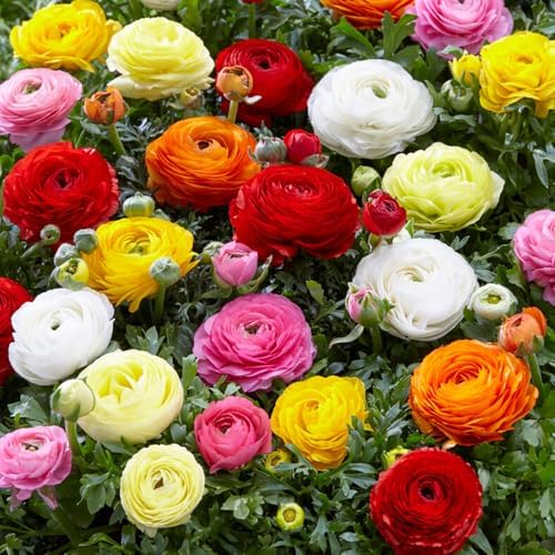 Garden State Bulb Ranunculus Mixed Flower Bulbs, 7/8cm, Fall Planting (Bag of 50) by GardenStateBulbCo