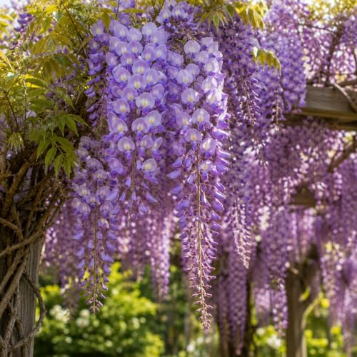 2 Purple Wisteria Live Plants 12-18" Tall, Wisteria Plants in 2.5" Pot, Easy Care, Sweet-Scented Climbing Plant, Perfect for Garden Entrances, Patio Trellis & Fences - Image 4