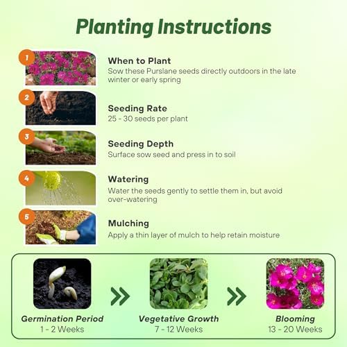 Outsidepride Rock Purslane Seeds for Planting - 10,000 Pcs Perennial, Easy to Grow, Vitamin-Rich & Drought Tolerant Succulent Seeds for Culinary, Xeriscaping, Containers & Hanging Baskets - Image 4