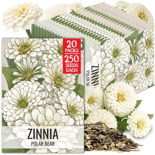 Seed Needs Polar Bear Zinnia Seeds to Plant Cut Flowers - 20 Packs by SeedNeeds