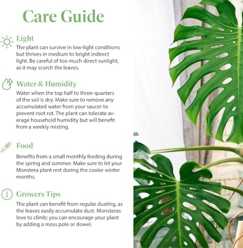 American Plant Exchange Monstera Deliciosa – Live 10-Inch Pot Split Leaf Plant, Large Statement Houseplant, Easy-Care Low-Maintenance Air Purifying Tropical Vine for Home, Office & Garden Décor - Image 6
