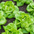 Groundio Buttercrunch Lettuce Seeds, Heirloom Non GMO Vegetable Seeds for Planting Outdoor, Indoor & Hydroponic, Garden Green Leaf Seeds for Salad by Groundio