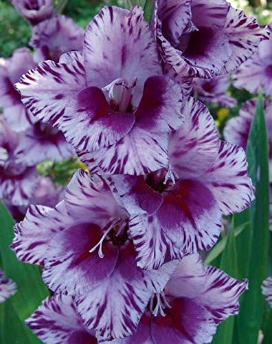Made and Shipped in USA, (10) Blooming Sized Bulbs Spectacular Flowering Bullbs Gladiolus Purple, Lavender & White Passos Gladioli,Sword Lily Plant, Start, Root by Unknown