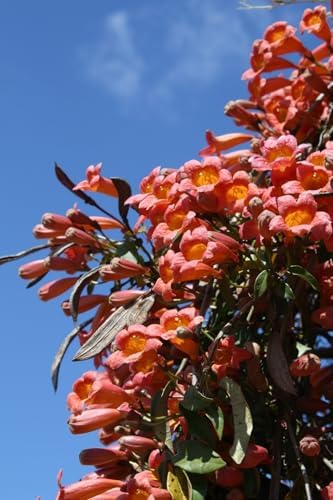 Tangerine Beauty Crossvine (Bignonia capreolata) Live Plants – Pack of 2 – Vibrant Orange Trumpet-Shaped Blooms – Climbing Vine for Trellises & Fences – Ideal for Containers - Image 6
