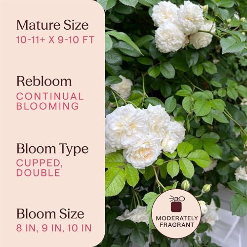 Heirloom Climbing Roses, Live Own Root Plant, Wedding Garland - Image 6