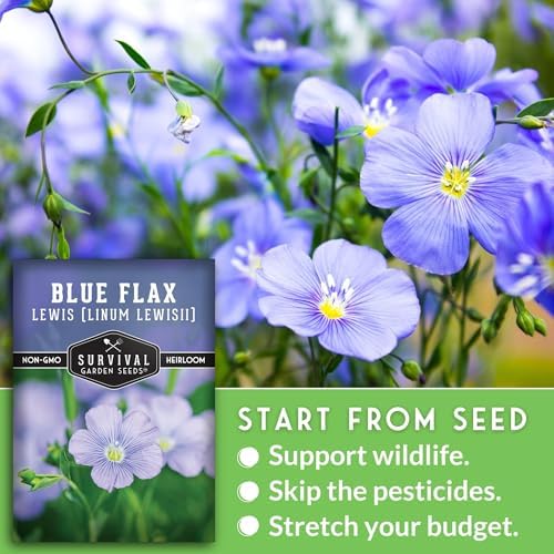 Lewis Blue Flax Seeds for Planting - Survival Garden Seeds (1 Pack) - Image 3