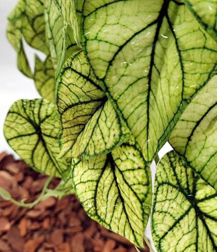 Reptile Plants for Terrarium,Habitat Decor, Hanging Plant with Suction Cup - Image 5