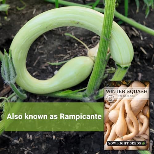 Sow Right Seeds - Rampicante Tromboncino Squash Seed for Planting Garden - Image 3