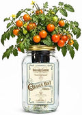 Orange Hat Micro Tomato Indoor Garden Kit – Mason Jar Hydroponic Tomato Grow Kit – Windowsill Countertop Tomato Planter – Grow Orange Cherry Tomatoes Indoors by BraggableGardens
