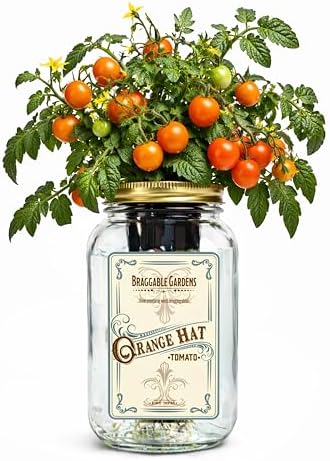 Orange Hat Micro Tomato Indoor Garden Kit – Mason Jar Hydroponic Tomato Grow Kit – Windowsill Countertop Tomato Planter – Grow Orange Cherry Tomatoes Indoors by BraggableGardens