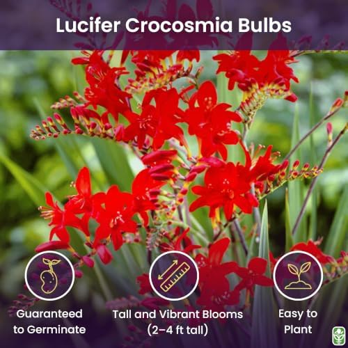 5 Lucifer Crocosmia Blubs - Grows 30-48" Tall. - Image 2