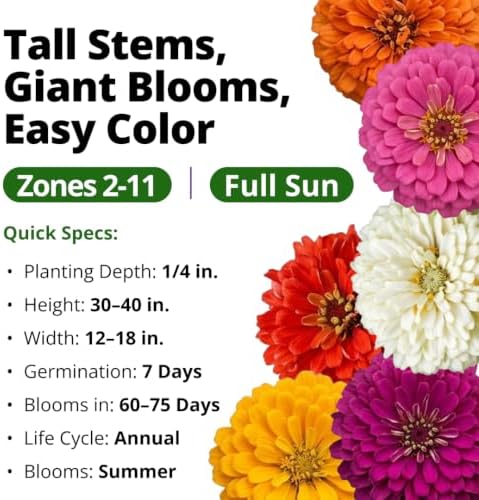 HOME GROWN State Fair Zinnia Seeds, 600 Seeds, Zinnia elegans - Image 3
