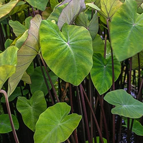Violet Stemmed Taro, a Great Live Pond Plant for Your Water Garden. Filters The koi and Goldfish Pond. Good for Bogs, Plant Shelf or Shallow Water This marginal Aquatic is a Real Beauty - Image 4