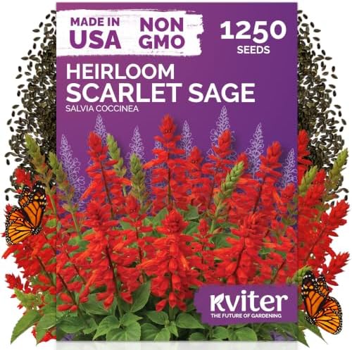 1,250 Scarlet Sage Heirloom Flower Seeds for Planting, Salvia Coccinea by KVITER