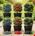 6 Pack Berry Grower Live Plants Bundle – 2 Blueberry, 2 Raspberry & 2 BlackBerry Bushes – Fruit Plants for Outdoor Garden or Containers – Easy to Grow Edible Berry Starter Kit by CZGrain