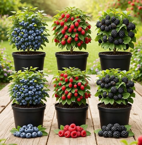 6 Pack Berry Grower Live Plants Bundle – 2 Blueberry, 2 Raspberry & 2 BlackBerry Bushes – Fruit Plants for Outdoor Garden or Containers – Easy to Grow Edible Berry Starter Kit by CZGrain
