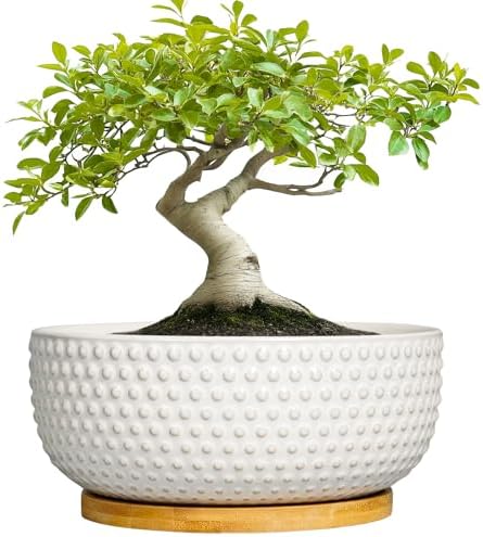 Succulent Pots 8 Inch - Ceramic Bonsai Planters for Indoor Plants, Plant Pot with Drainage Hole and Saucer, Shallow Round Flower Planter, Modern Room Decor, Gifts for Plant Lover, White by EPFamily