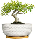 Succulent Pots 8 Inch - Ceramic Bonsai Planters for Indoor Plants, Plant Pot with Drainage Hole and Saucer, Shallow Round Flower Planter, Modern Room Decor, Gifts for Plant Lover, White by EPFamily