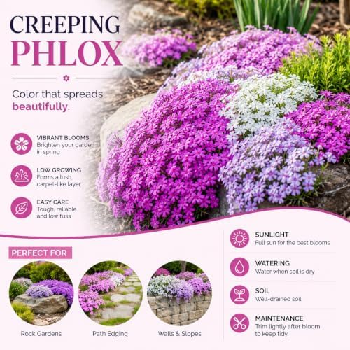 2 Red Creeping Phlox Live Plants, Perennial Flower Plant, 4-7 Inch Tall - Image 4