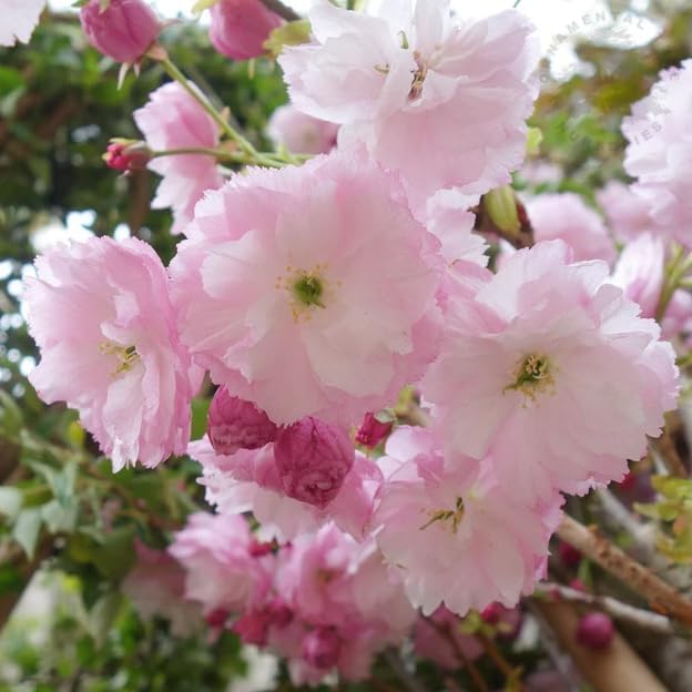 Pack of 2 Double Pink Flowering Cherry Trees Live Plant Bright Pink Cherry Blossom Tree, Ornamental Tree, 6-12" Tall in Small Pot - Image 4