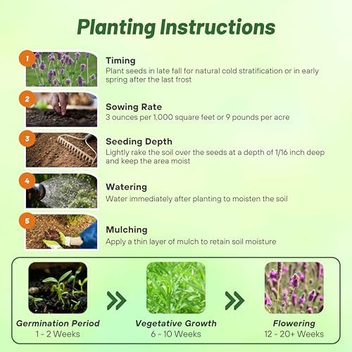 Outsidepride Purple Prairie Clover Seeds - 1 lb. Perennial Seeds for Planting, Easy to Grow, Drought & Heat Tolerant, High Protein Forage for Livestock, Ideal for Meadow Gardens, & Xeriscaping - Image 5