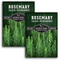 Rosemary Seeds for Planting – Survival Garden Seeds (2 Pack) by SurvivalGardenSeeds