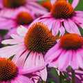 Clovers Garden Deep Rose Coneflower (Echinacea) Plants – Two (2) Live Plants – Non-GMO - Not Seeds - Each 4" to 8" Tall – in 4" Inch Pots – Hardy Flowering Perennial, Pollinator Favorite by CloversGarden