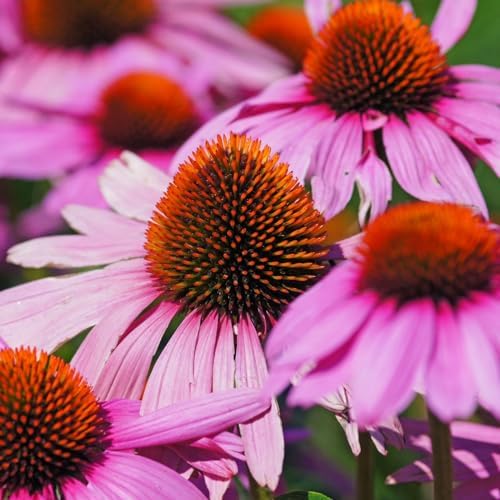 Clovers Garden Deep Rose Coneflower (Echinacea) Plants – Two (2) Live Plants – Non-GMO - Not Seeds - Each 4" to 8" Tall – in 4" Inch Pots – Hardy Flowering Perennial, Pollinator Favorite by CloversGarden