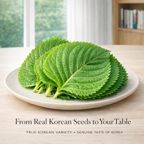Authentic Korean Perilla Seeds (Kkaennip/Shiso/Sesame Leaf) - Image 5