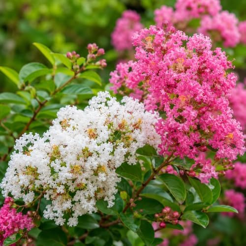 Mixed Color Crape Myrtle Tree - 10-18" Tall - Quart Pot - Image 5