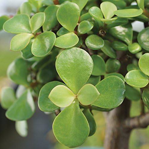 Brussel's Bonsai - Small Jade Live Bonsai Tree, Potted Indoor Plant - Image 2
