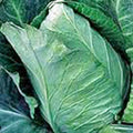 Cabbage Seed, Early Jersey Wakefield, Heirloom, Non GMO, 25 Seeds, Tasty Healthy Veggie by CountryCreekAcres
