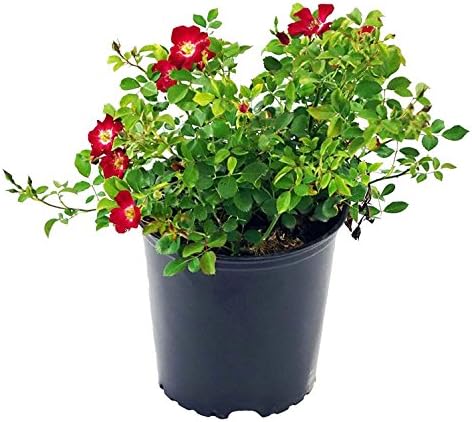 Live Plant from Green Promise Farms Flower Carpet Roses ROSA `FLOWER CARPET RED` Red Flower Shrub #2 Size Container Red by GreenPromiseFarms